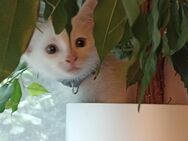 Kitten abzugeben - Stuhr