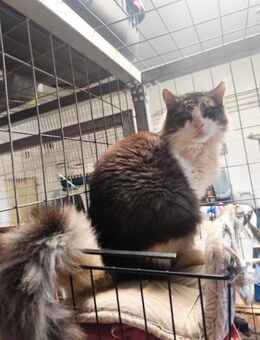 Amor aus dem Tierschutz - Grevenbroich