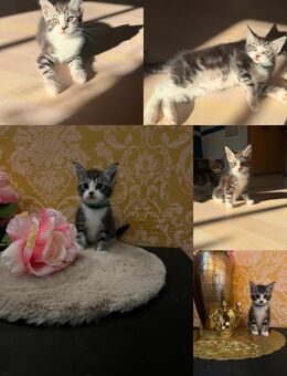 Maine Coon Mix Kater - Zschepplin
