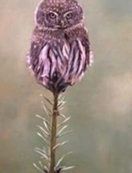 Kunsthandel Gennep - "Poker Face" - Kleve Zentrum