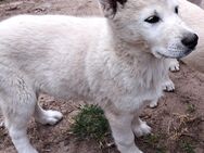 Husky Schäferhund Welpen - Altmärkische Höhe