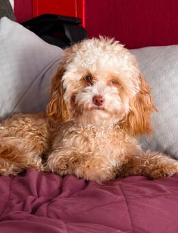 Pudelmix Hündin 9 Monate - Sondershausen