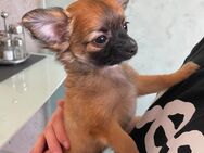 Abgabebereit Süße Chihuahua Welpe reinrassig - Buseck