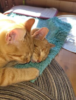 Kitten EKH in orange abzugeben (verkaufen) - Alheim