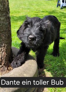 Briard kuschelbären warten auf dich