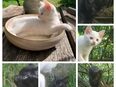 Kitten, weiß und schwarz, Hauskatze EKH in 02957