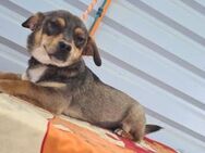 Maddy, Hundeherz sucht Menschenherz - Köln