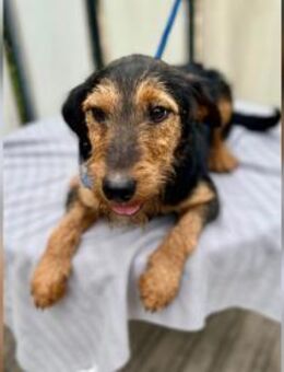 Marci - geb. 01/2024 - Remagen