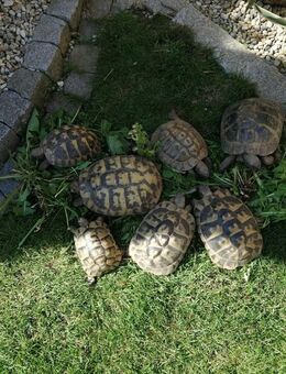 Griechische Landschildkröten - Buxheim (Regierungsbezirk Oberbayern)