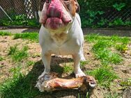 Olde English Bulldog Rüde Kastriert - Albstadt