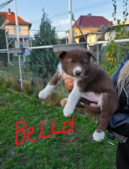 Titel: Siberian Husky Welpen suchen ein liebevolles Zuhause - Ebstorf (Klosterflecken)
