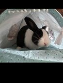 Zwei süße Kaninchen suchen ein neues Zuhause! in 71063