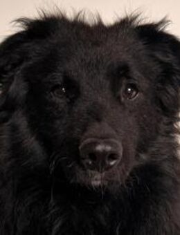 LENZI🩵wartet schon in 22559 Hamburg! - Hamburg