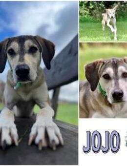 JOJO * GROßartiger Begleiter speziell+ - Duisburg