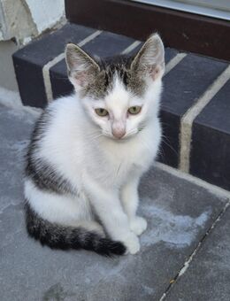 Baby Katzen - Cloppenburg