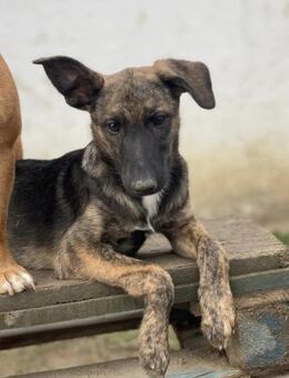 Gitta - möchte endlich glücklich sein - Köln