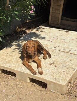 Margo - Hund mit viel Herz - Beckingen