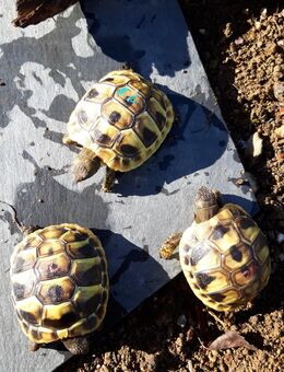 VERKAUFT Nachzucht 2024 Griechische Landschildkröten thb - Spiegelau