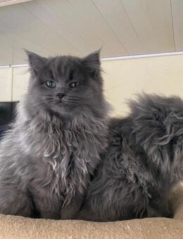 Britisch Langhaar kitten - Harburg (Schwaben)