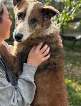 Miron von kettenlos - Bollingstedt