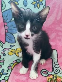 Silvestre+Beti+Mickey-Verspielte Kitten - Bad Camberg