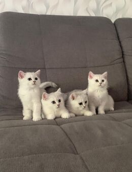 4 Hübschen BKHs Kitten - Hamm
