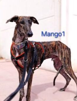 Mango1 - sanfter Galgo 09/22 ESP - Ruppertsecken