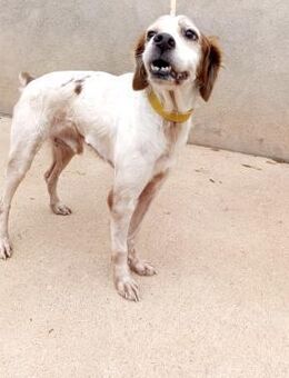 Brett - Geilenkirchen