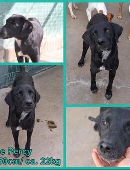 Lieber Percy sucht ein Zuhause - Margetshöchheim