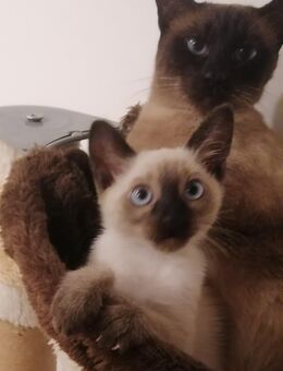 Nur ein Männlicher, Reinrassiger Siam Kitten - München Milbertshofen-Am Hart