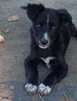 Welpe Anny - schlaues, sanftes Hundekind - Krefeld