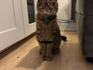 9 Monate alt Kater sucht eine neue Zuhause - Reichelsheim (Odenwald)