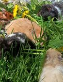 junge Goldhamster Teddyhamster Hamster Goldis Teddys in verschiedenen Farben in 01844