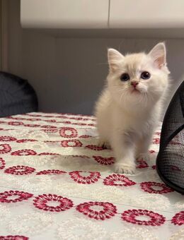 Kitten suchen neues zuhause - Leipzig