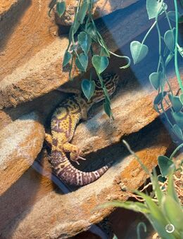 Leopardengecko Weibchen - Nürnberg