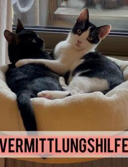 Felix und Timmi suchen ihr Zuhause ❤️ - Saarbrücken
