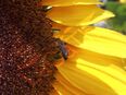 Gartensonnenblumen Sonnenblumensamen Sonnenblume Muttertag Geschenk Samen heimisch Saatgut insektenfreunlich Pollen pflegeleicht Satgut Bienen große gelbe sunflower Blüten Saat flower garden seeds Blumenwiese in 74629