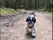 Shi-tzu Hund - Hardheim