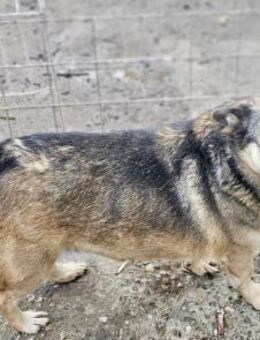HONEY - 40 cm, menschenbezogen - Weilheim (Oberbayern)
