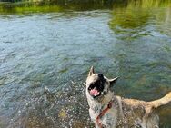 Cane Corso -Husky Mix Hündin Bella 5 Jahre alt - Wuppertal