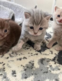 BkH Kitten reinrassig Silver tabby - Bremen
