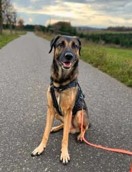Lucky - ist liebenswert&menschenbezogen. - Löwenberger Land