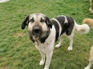 Traumhund Kenny sucht seine Menschen - München