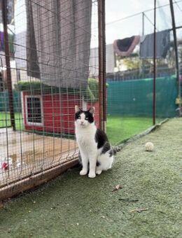 🐾 Liebevolle Moon sucht Kuschelzeit 🖤 - Eislingen (Fils)