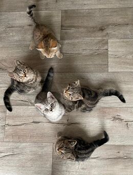 BKH Kitten, Tabby, Babykatzen, Brakel - Brakel