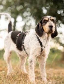 Pixie - Hemmoor