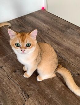 Bkh Kitten mit Stammbaum - Kaltenengers