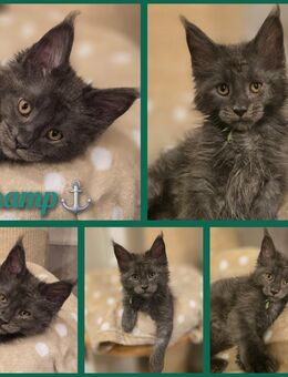 Maine Coon Kitten - Herzberg (Harz)