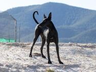 Valentino nachtschwarz sucht Licht - Jade