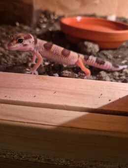 Leopardgecko nachwuchs von ende August - Korschenbroich
